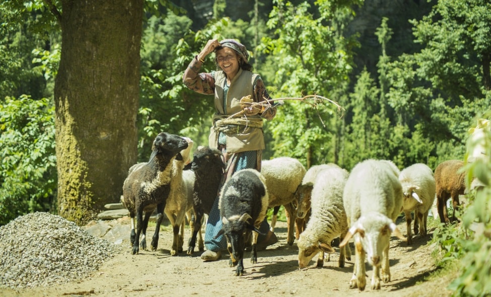 Local Women in Saraj Valley (Mandi) 